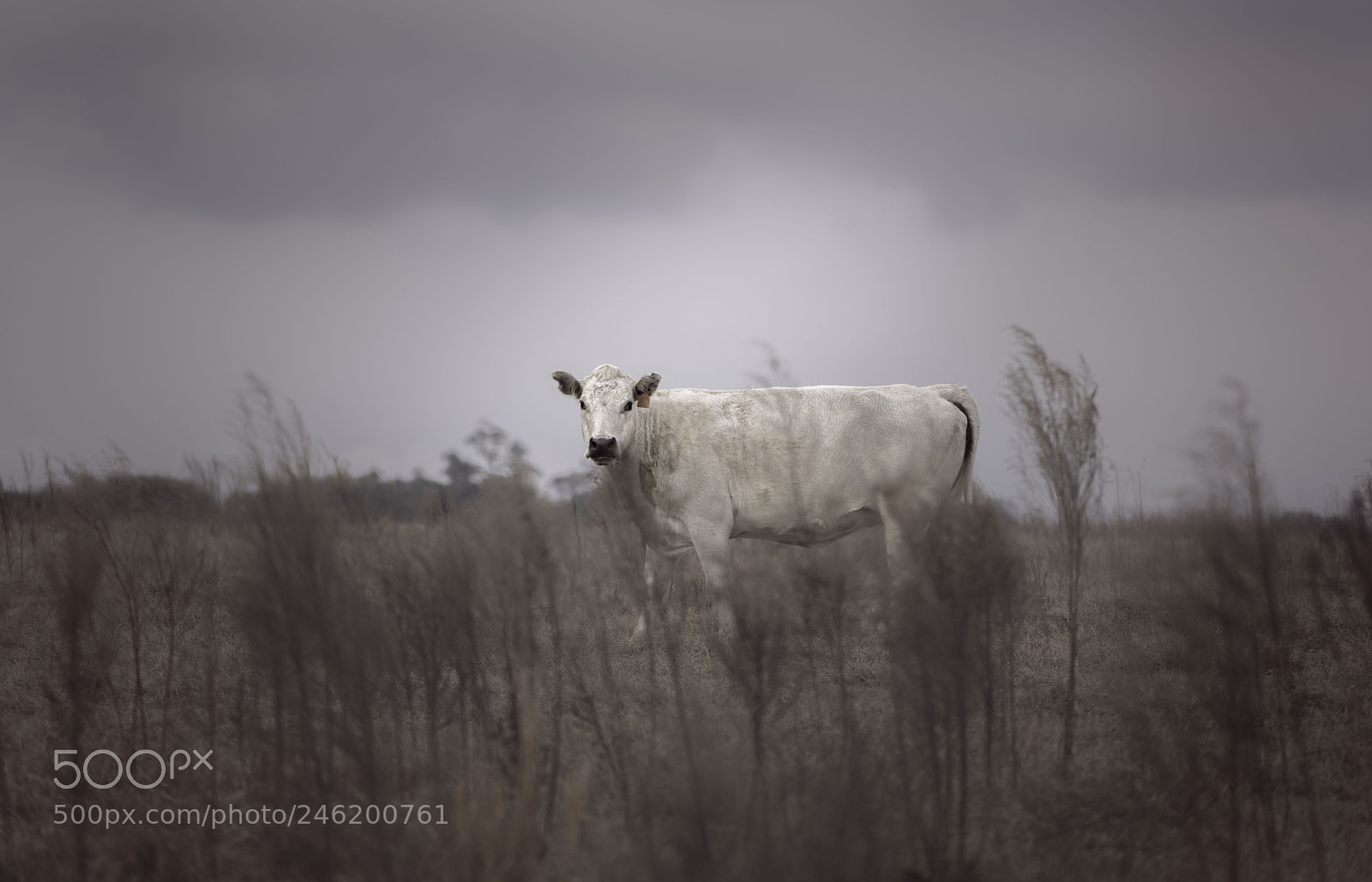 Sony a7R II sample photo. Lonely photography