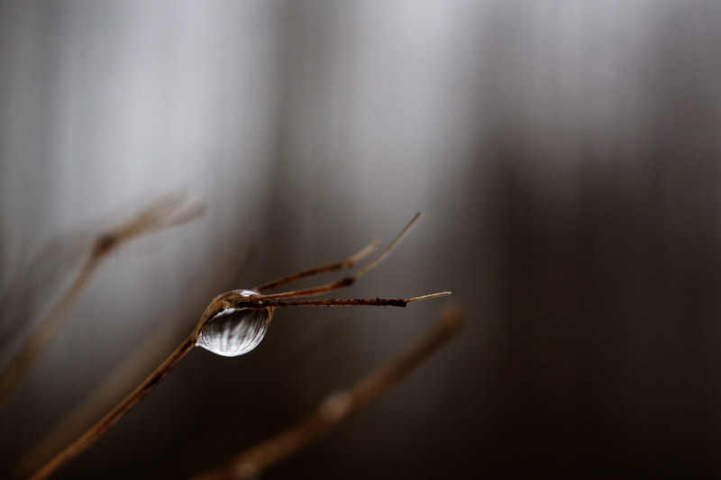 HD Pentax DA 35mm F2.8 Macro Limited sample photo. Drop photography