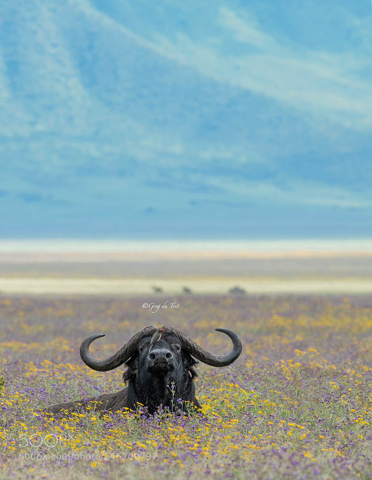 Nikon D5 sample photo. Buffalo and daisies photography