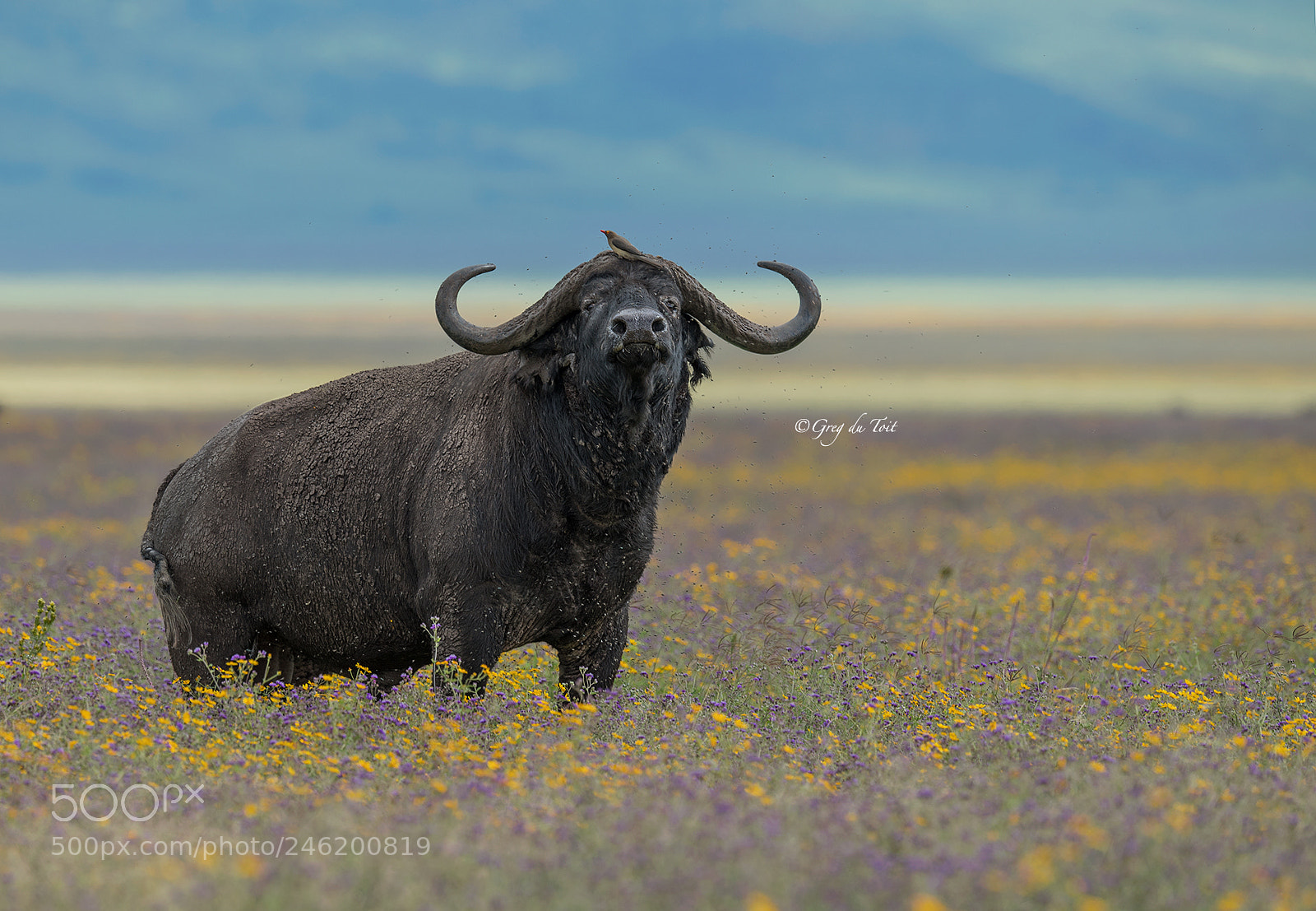 Nikon D5 sample photo. Buffalo and daisies photography