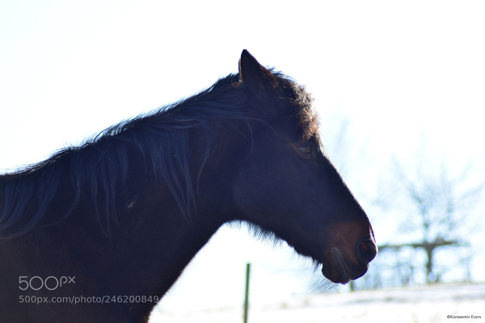 Nikon D3400 sample photo. Hello horse! photography