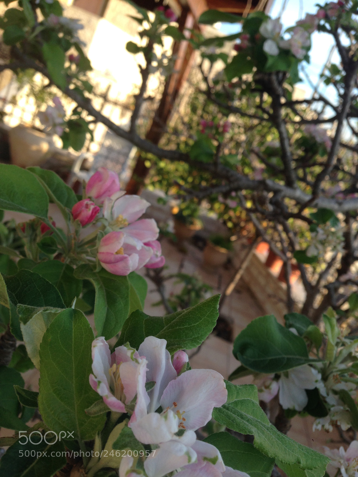 Apple iPhone 5 sample photo. Untitled photography
