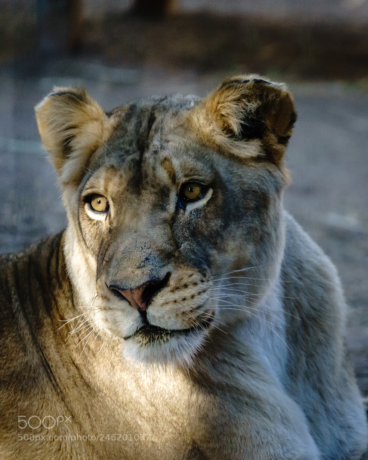Sony a7 II sample photo. Ever watchful photography
