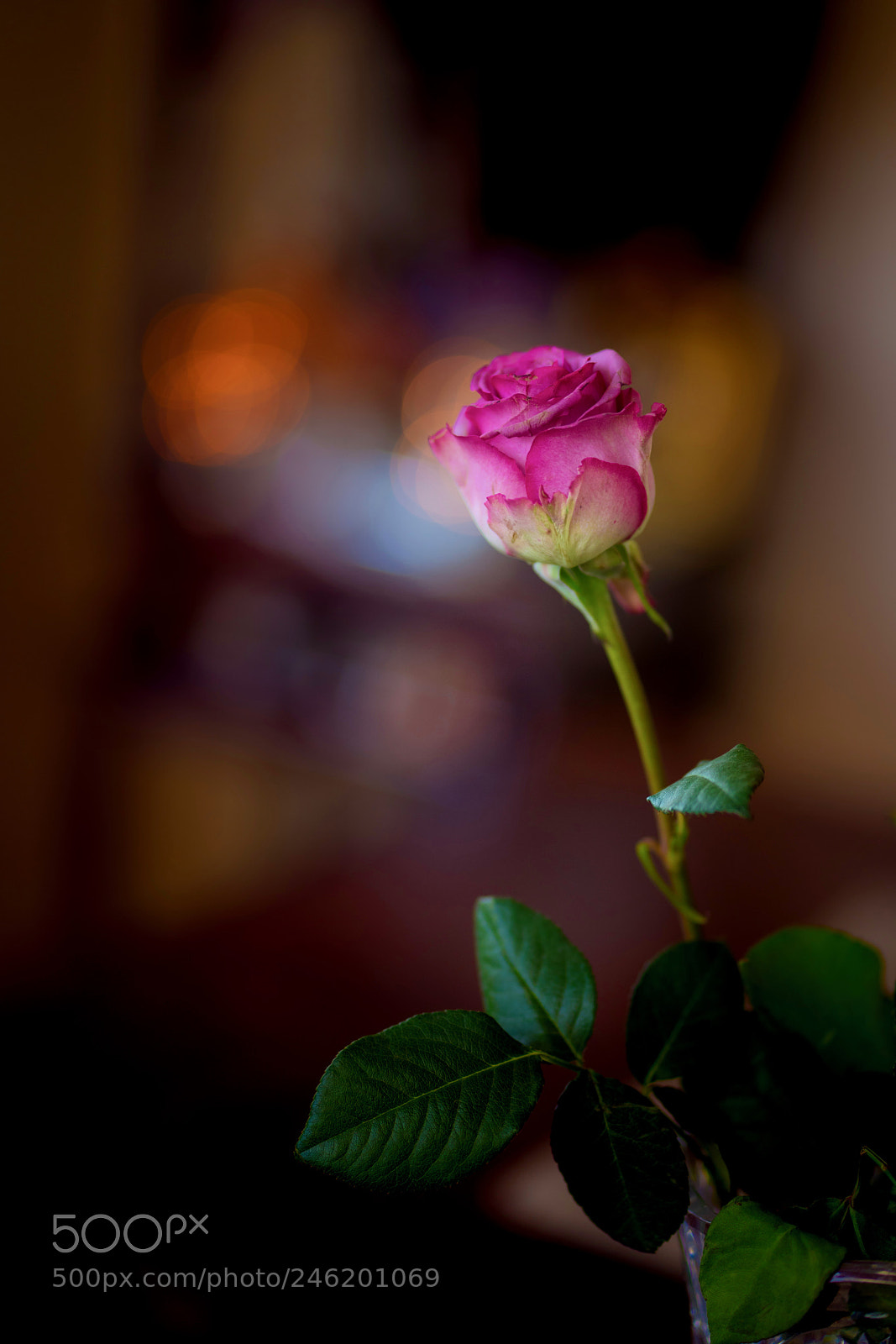 Sony a7R III sample photo. Valentine rose photography