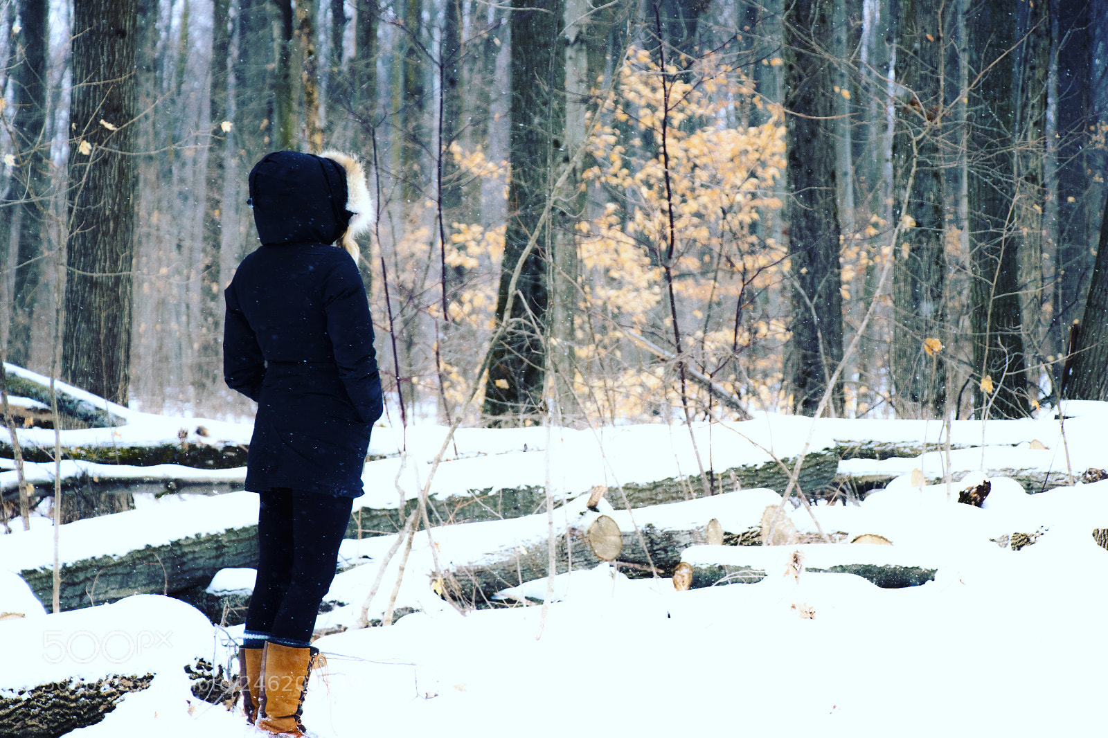Canon EOS 77D (EOS 9000D / EOS 770D) sample photo. Wintery walk in the photography