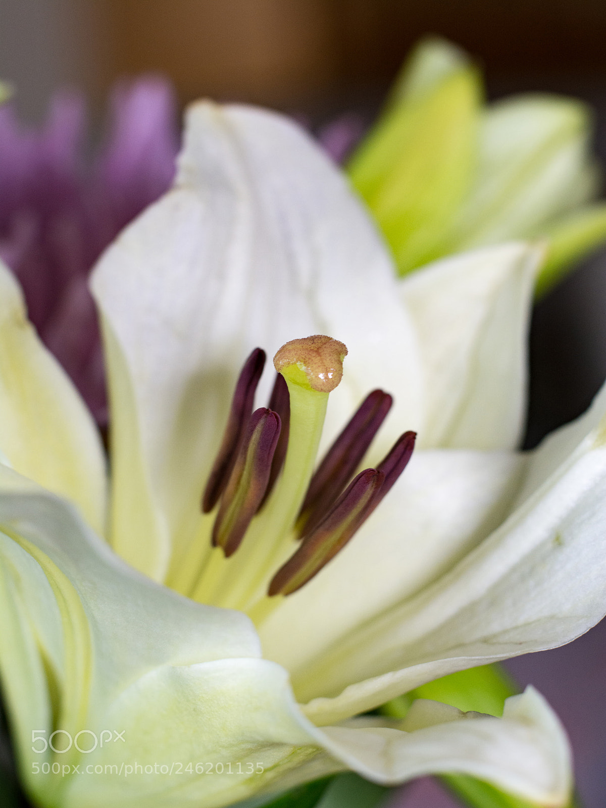 Nikon D7100 sample photo. White lily photography