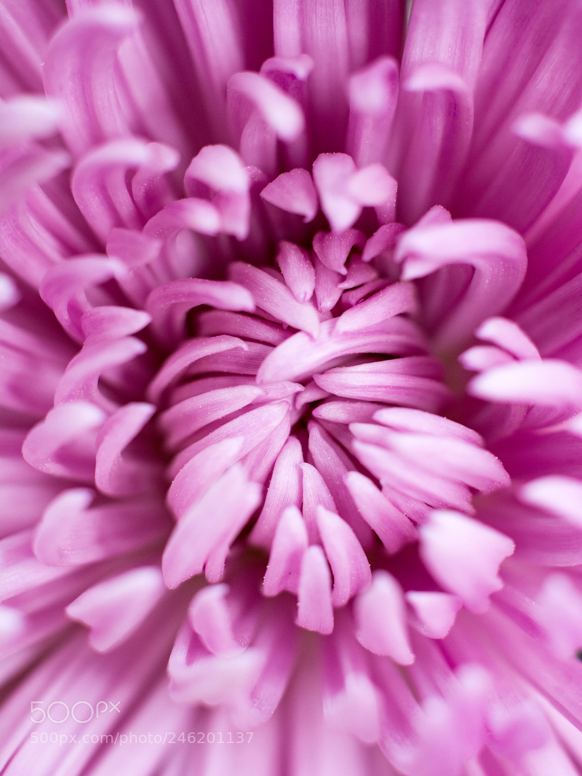 Nikon D7100 sample photo. Purple chrysanthemum photography