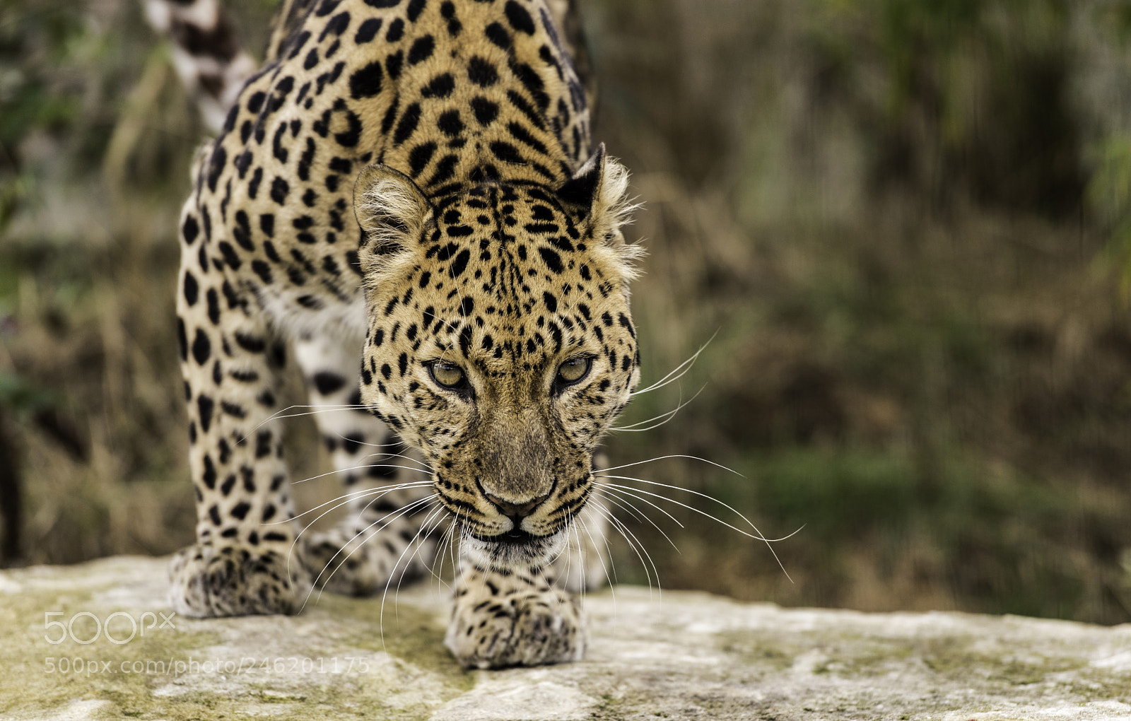 Nikon D810 sample photo. Amur leopard photography