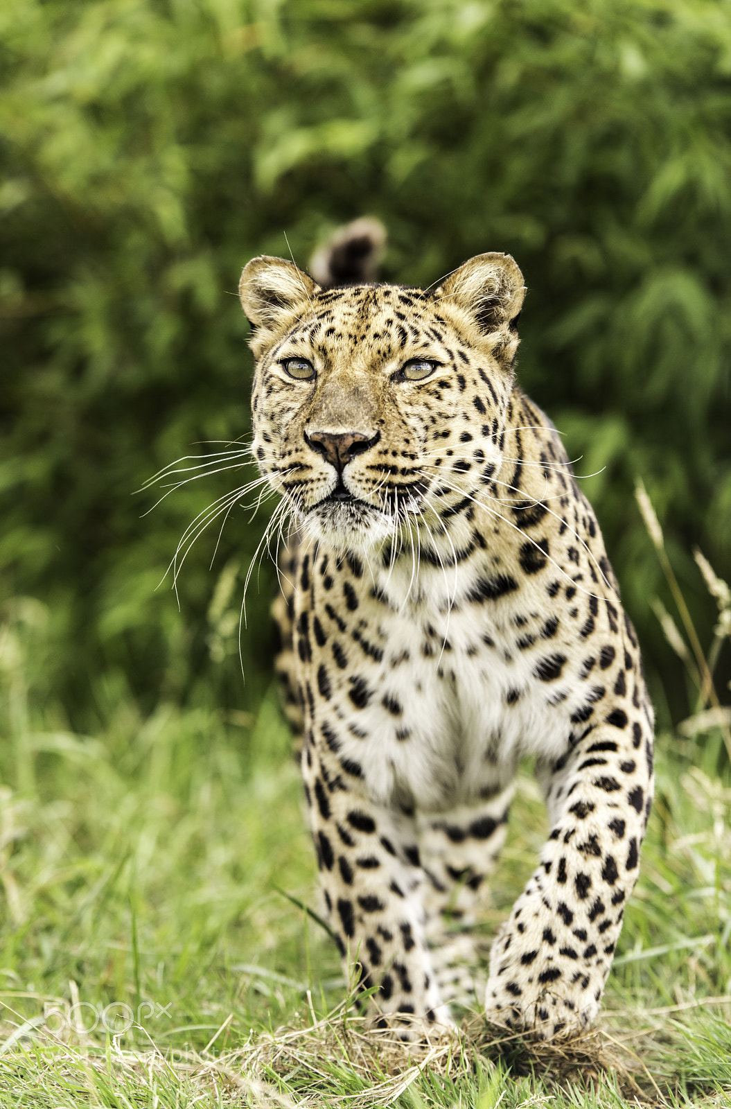 Nikon D810 sample photo. Amur leopard photography