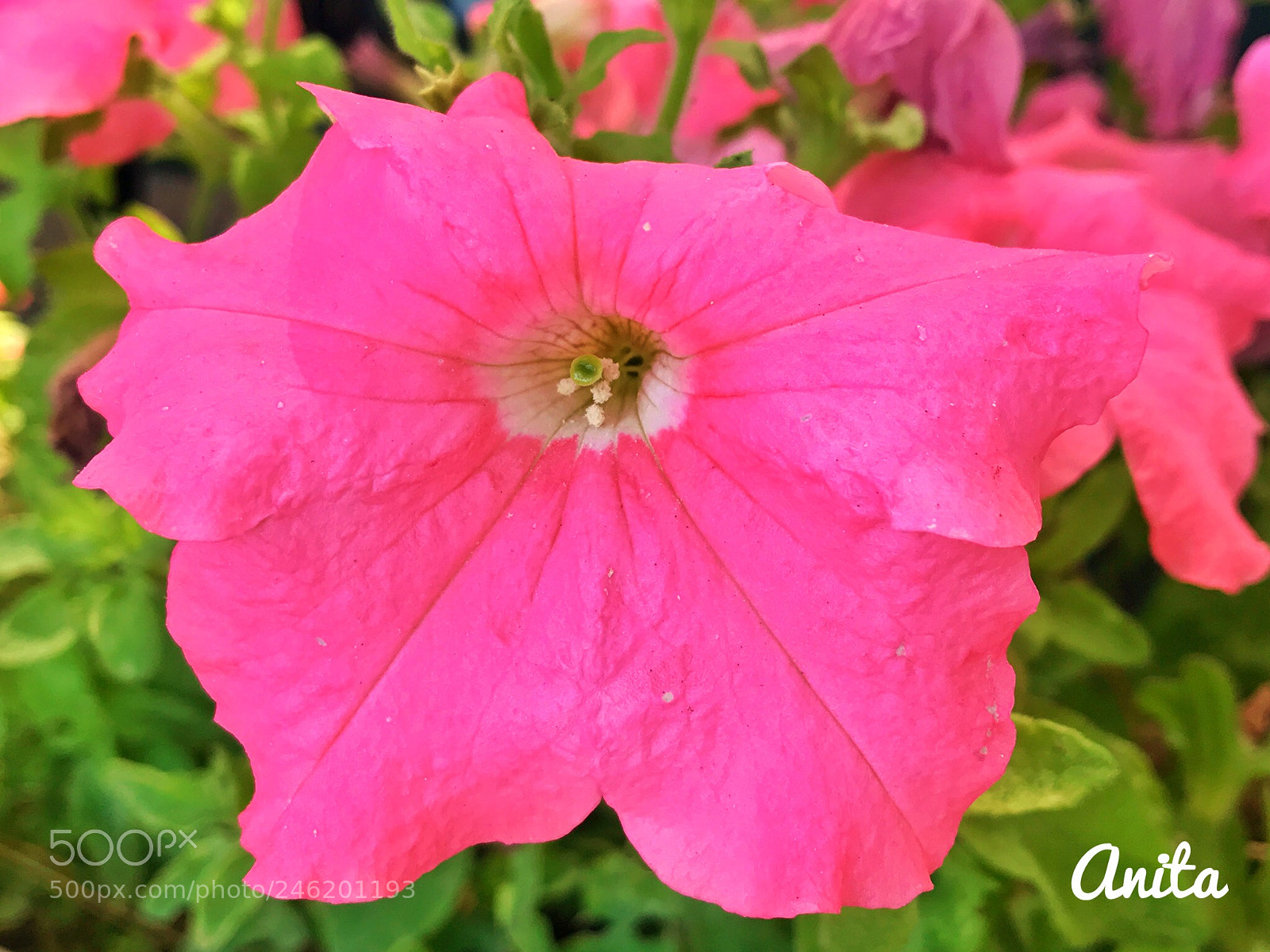 Apple iPhone 7 Plus sample photo. Always take your angel photography