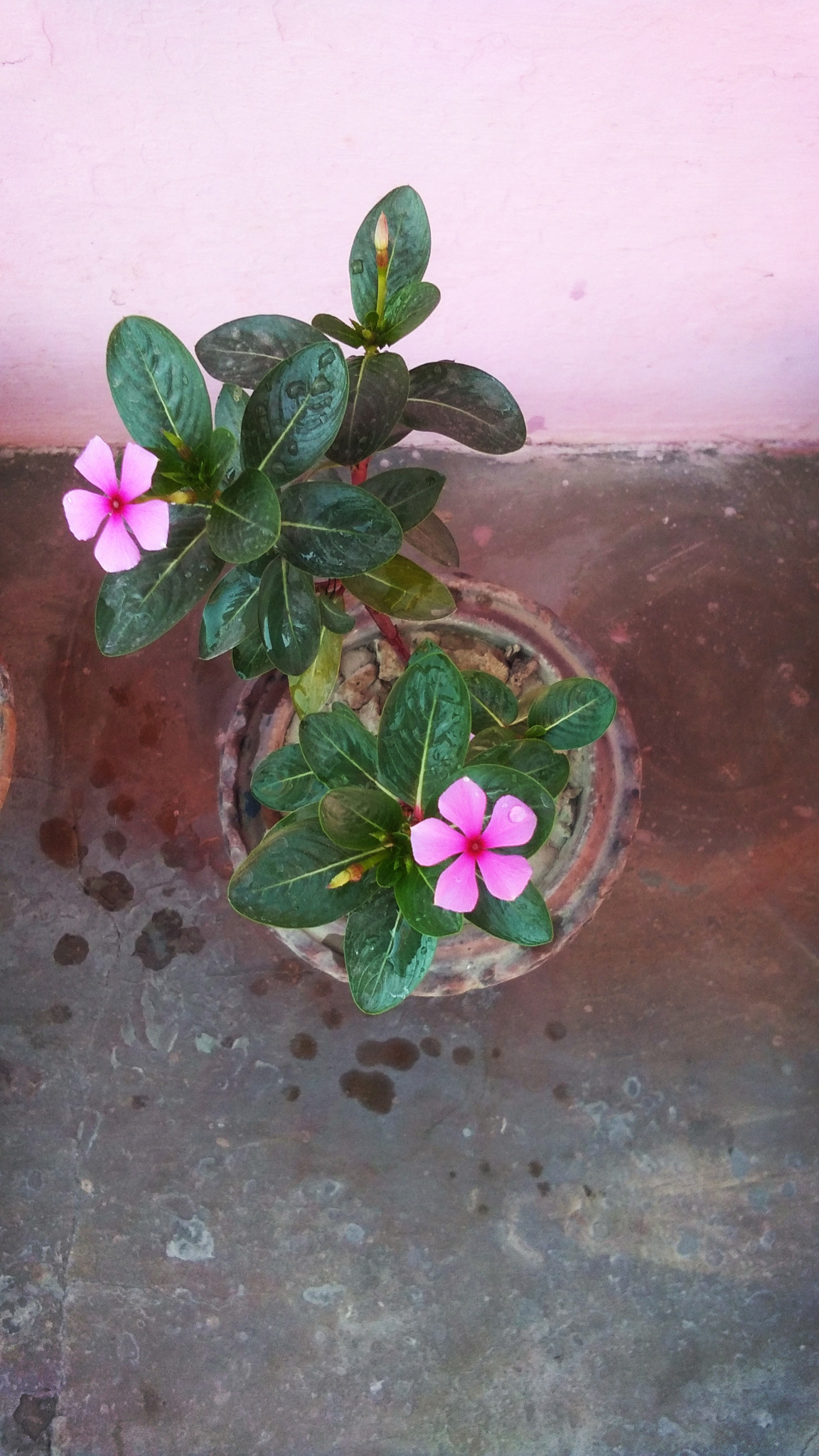vivo Y55A sample photo. Pink flower photography