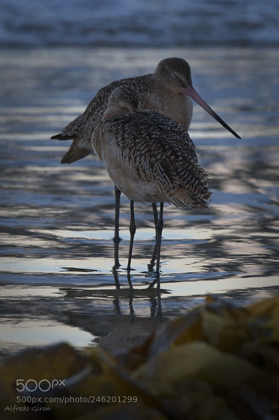 Nikon D500 sample photo. Sandpiper nap photography
