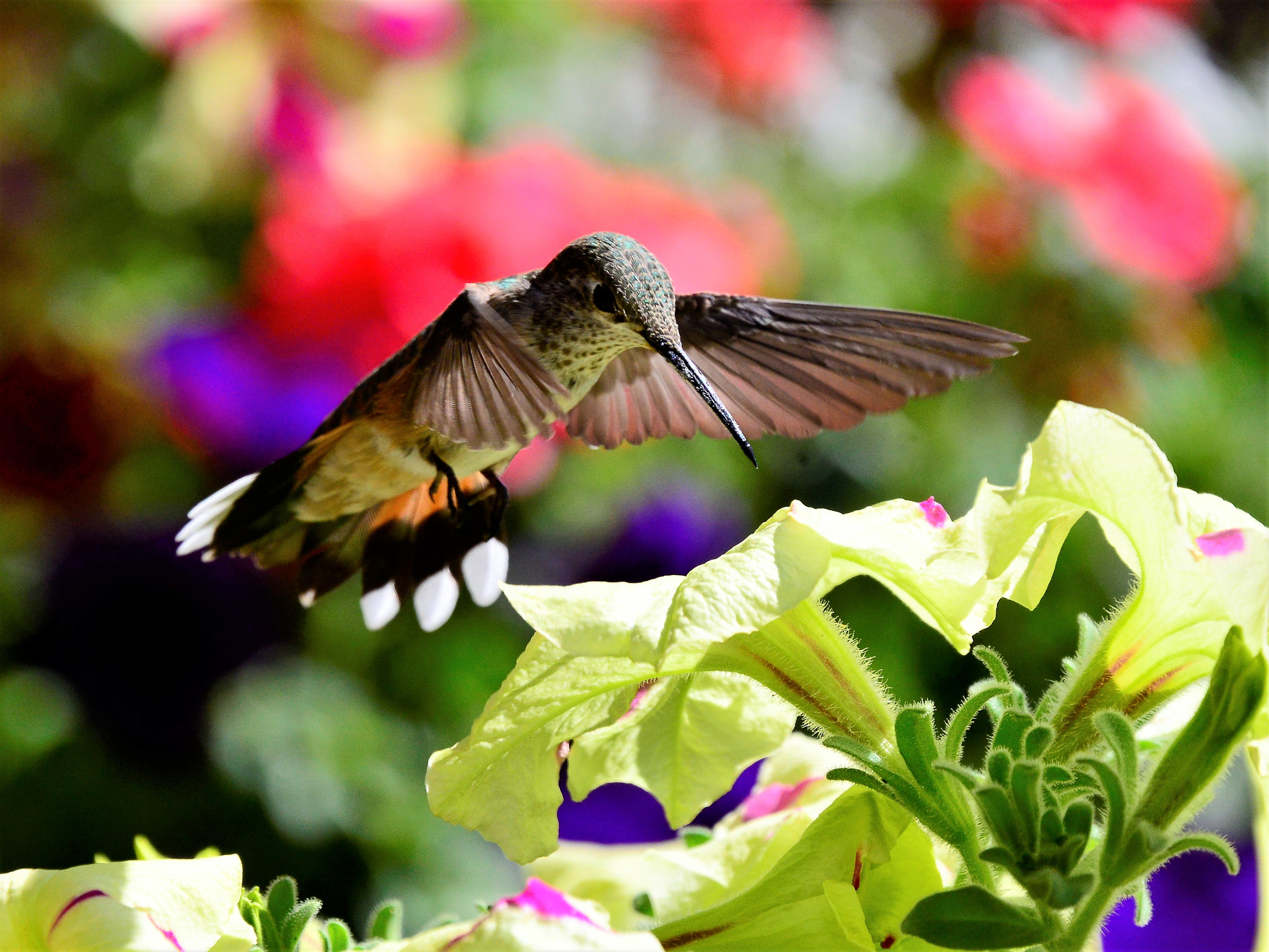Nikon D800 sample photo