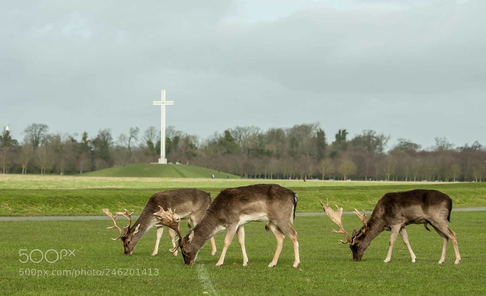 Canon EOS-1D Mark III sample photo. 3 deer and the cross photography