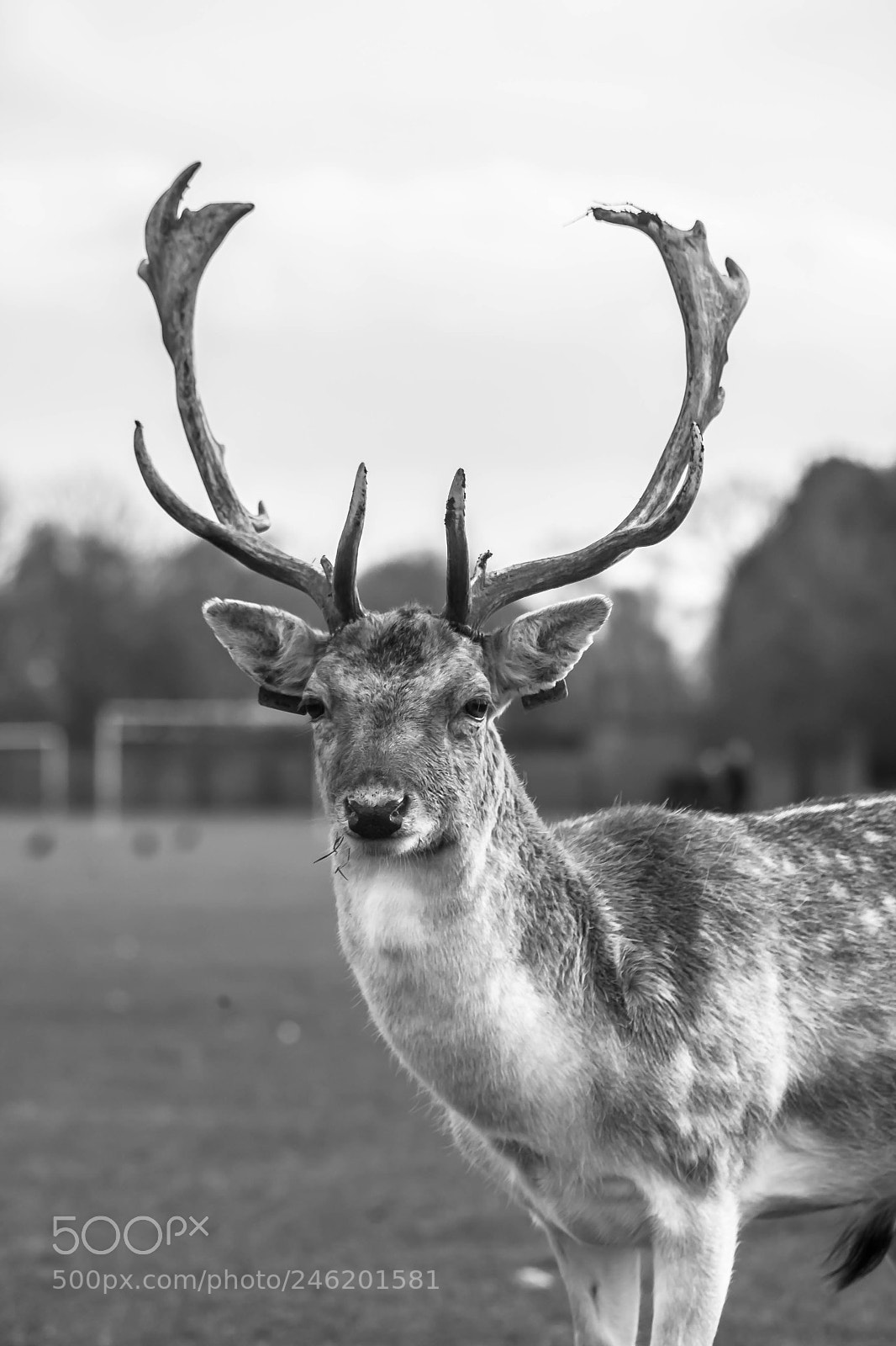 Canon EOS-1D Mark III sample photo. Male deer photography