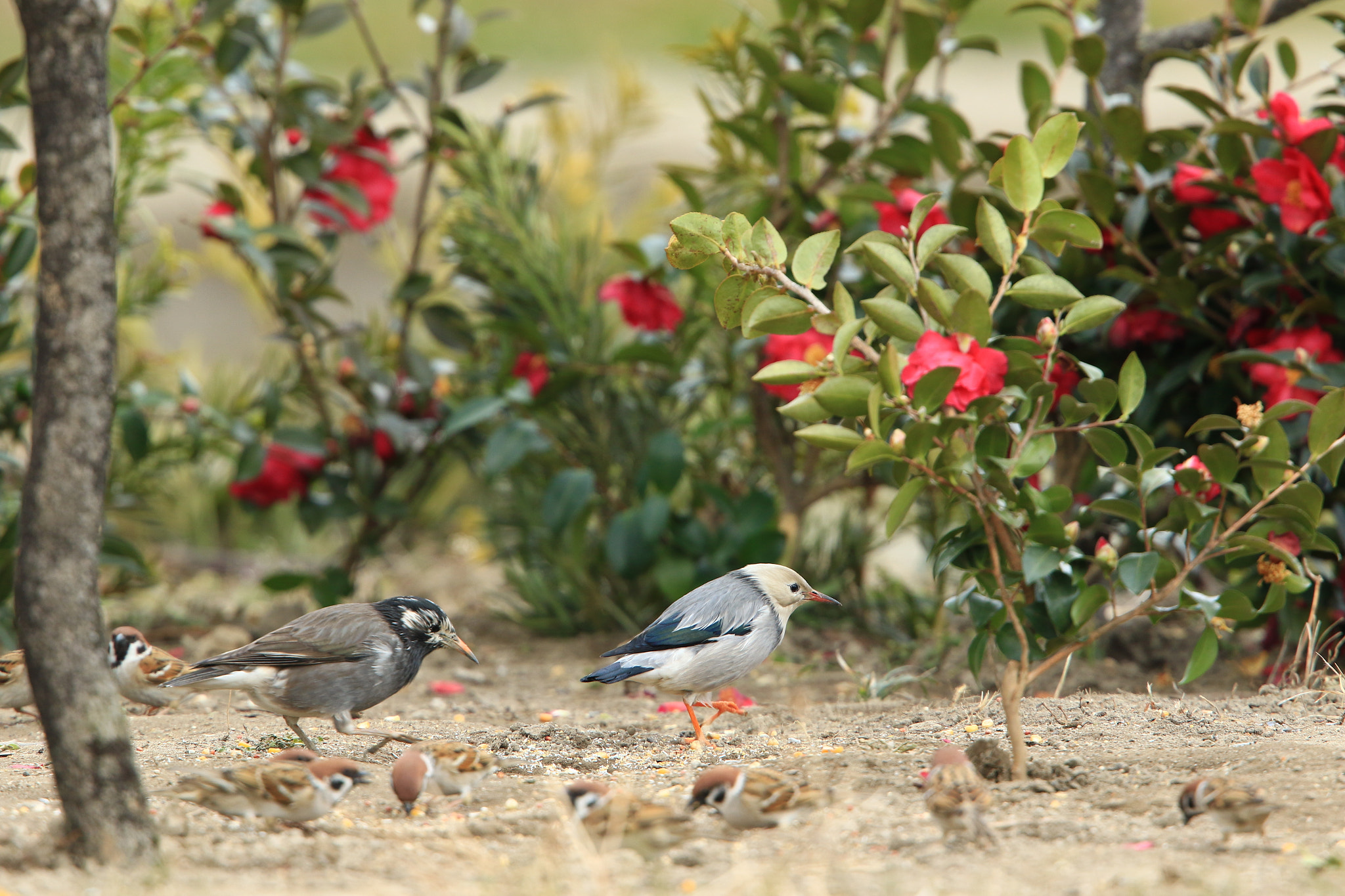 Canon EF 400mm F2.8L IS USM sample photo. 王子様のお散歩 ギンムクドリ＆ムクドリ＆スズメたち photography