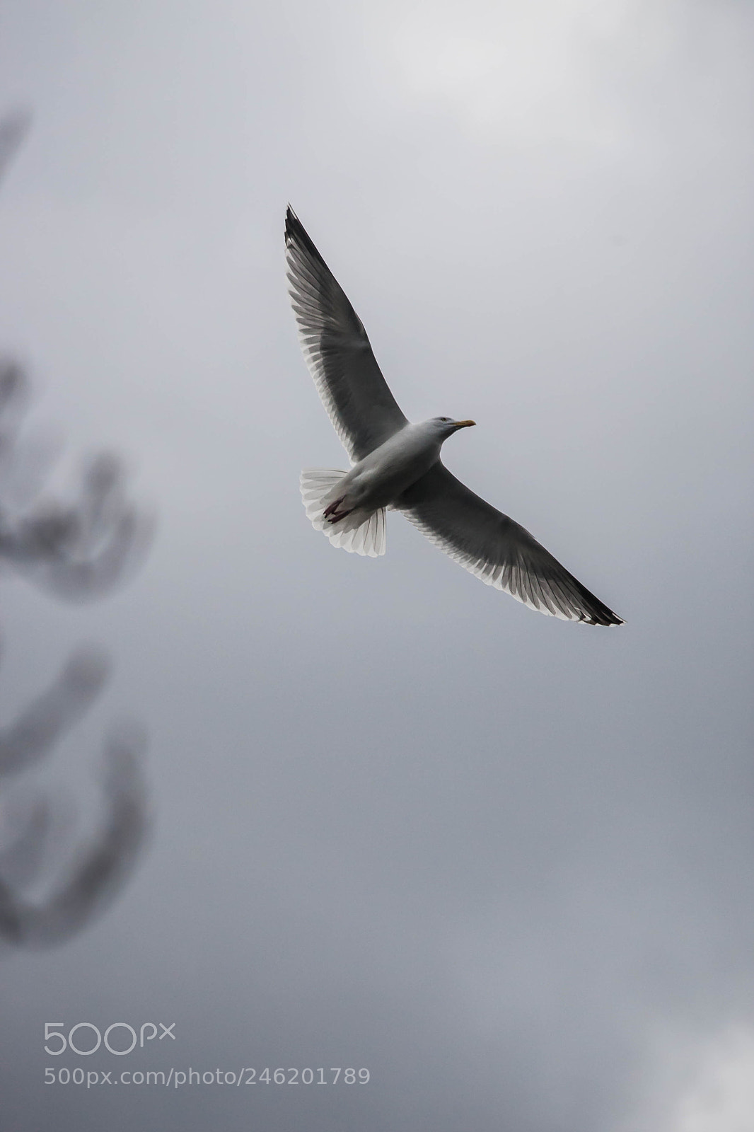 Canon EOS-1D Mark III sample photo. Fly high photography