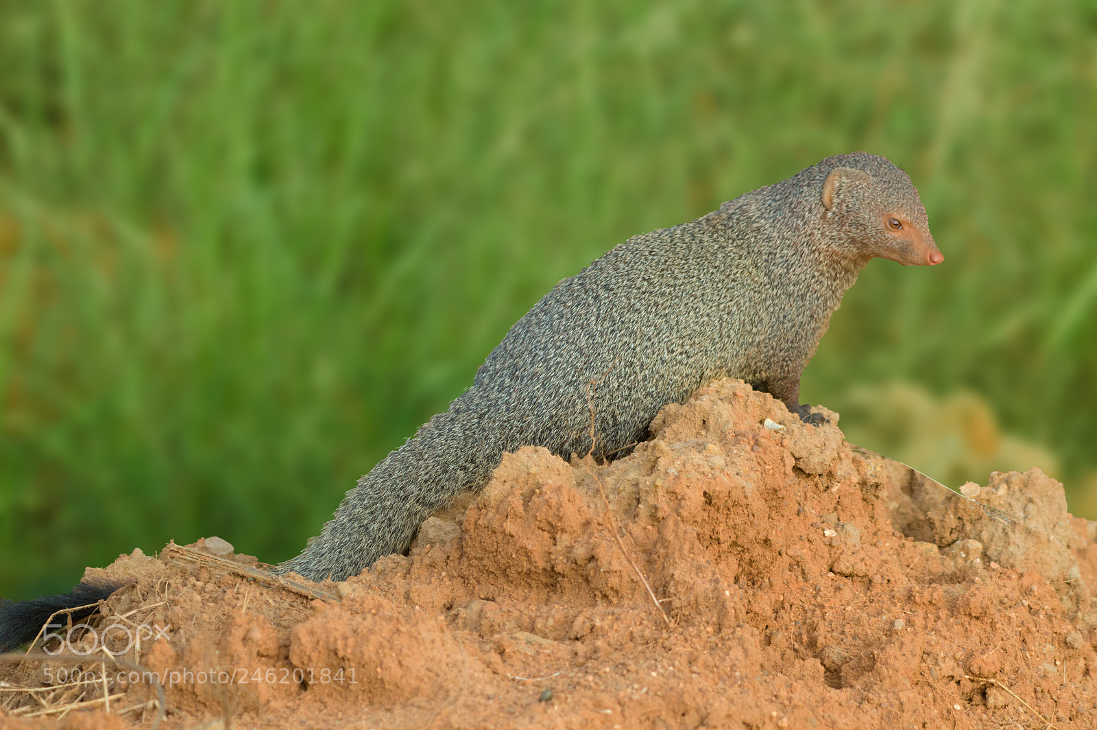 Nikon D3200 sample photo. Indian grey mongoose photography
