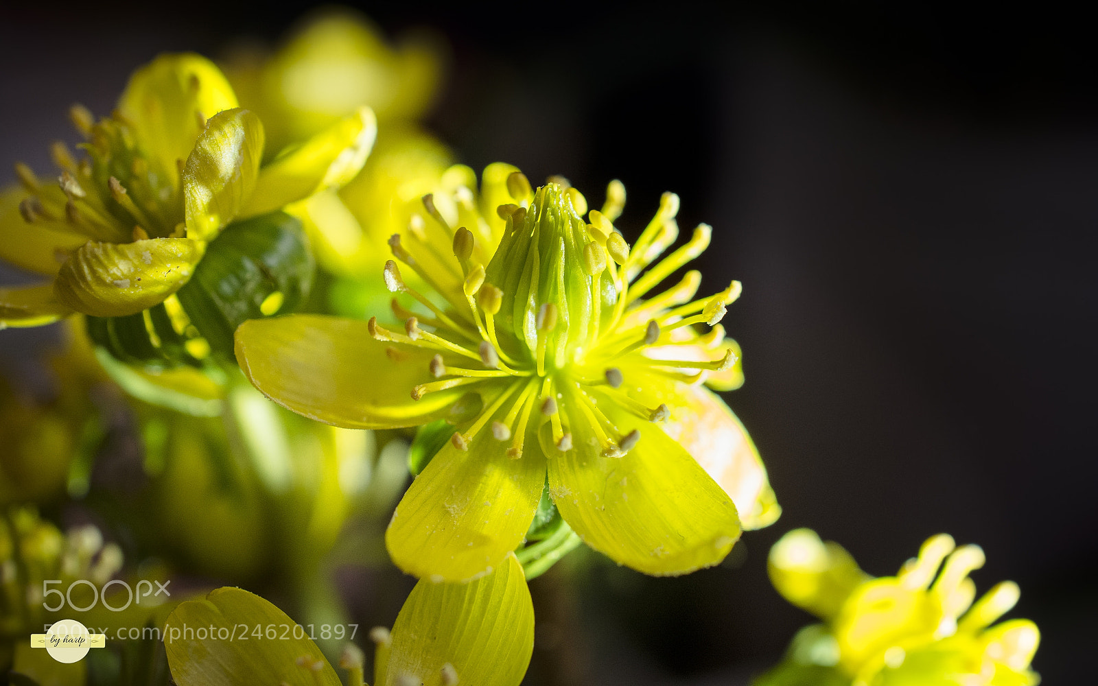 Nikon D7200 sample photo. Eranthis hyemalis photography