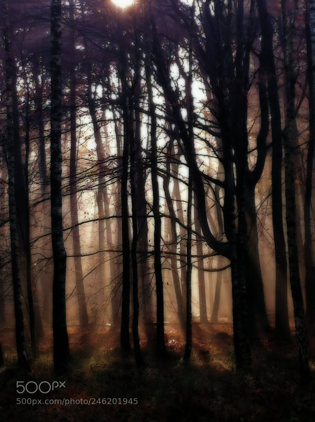 Apple iPhone 4 sample photo. Midnight forrest photography