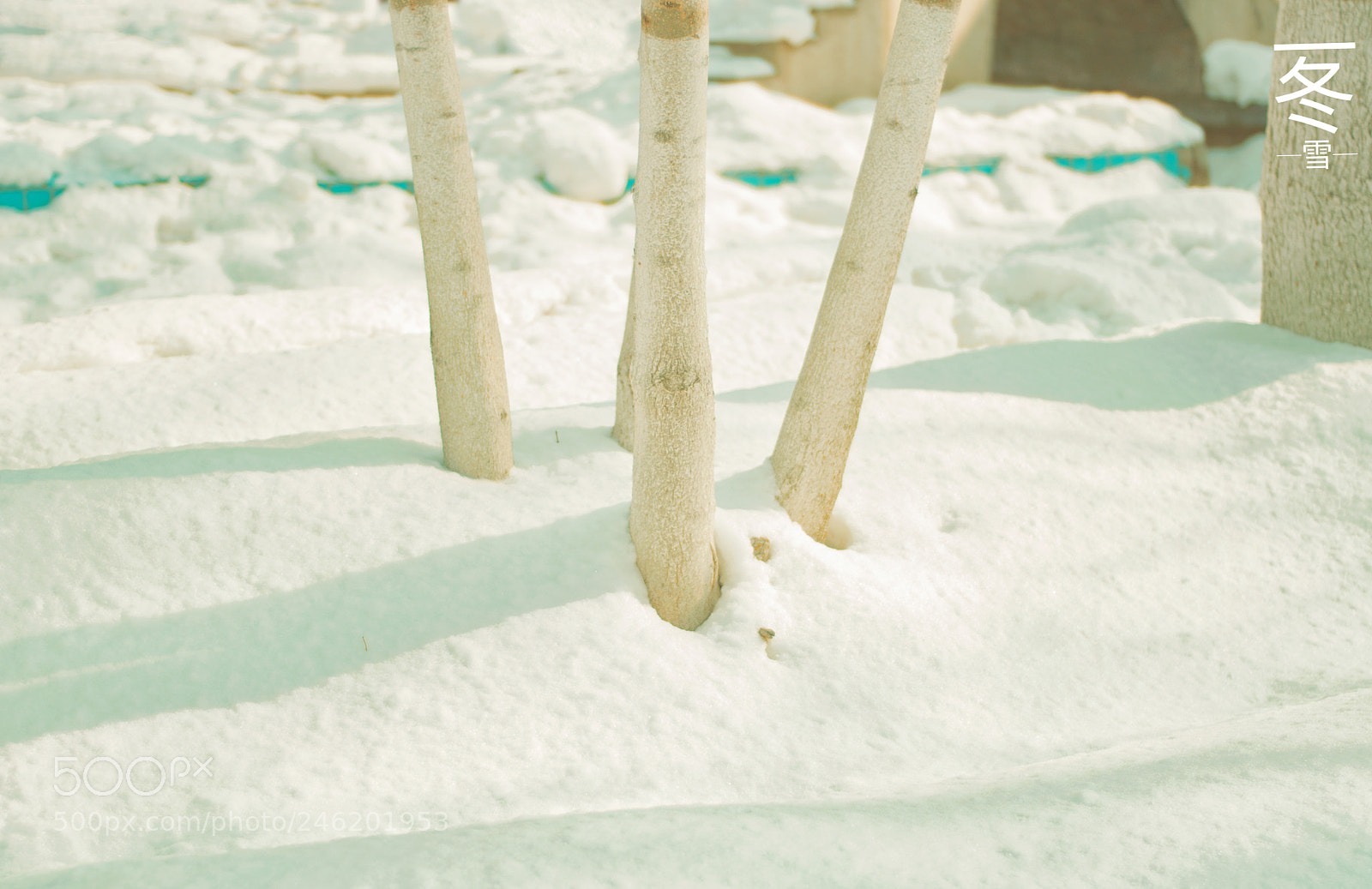 Nikon D7100 sample photo. White poplar and white photography