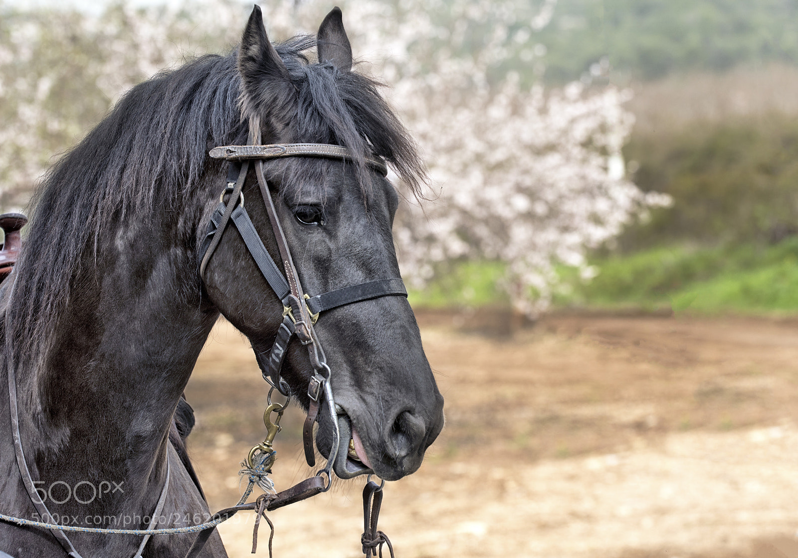 Nikon D810 sample photo. Blooming horse photography
