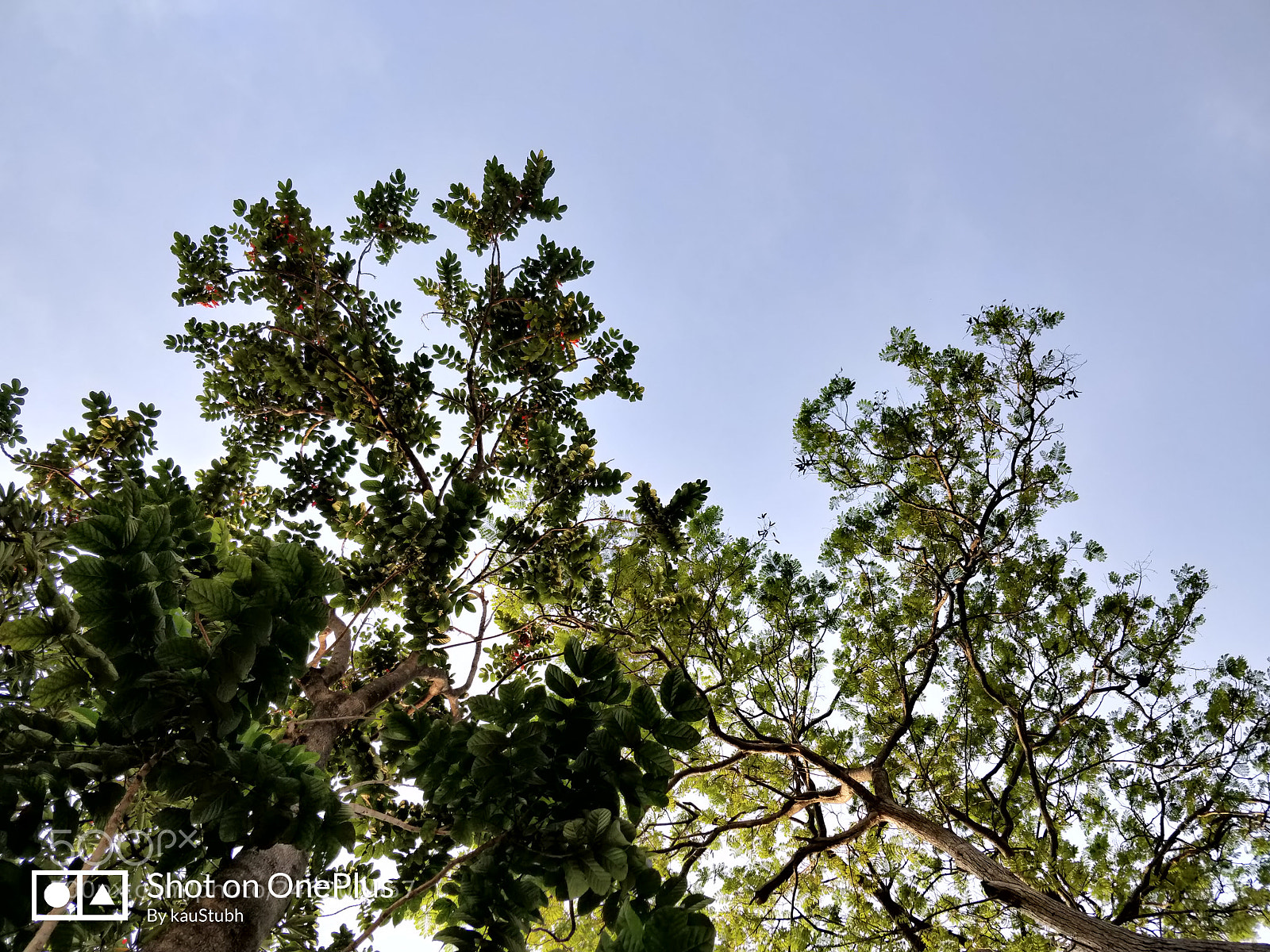 OnePlus 5T sample photo. Look up photography