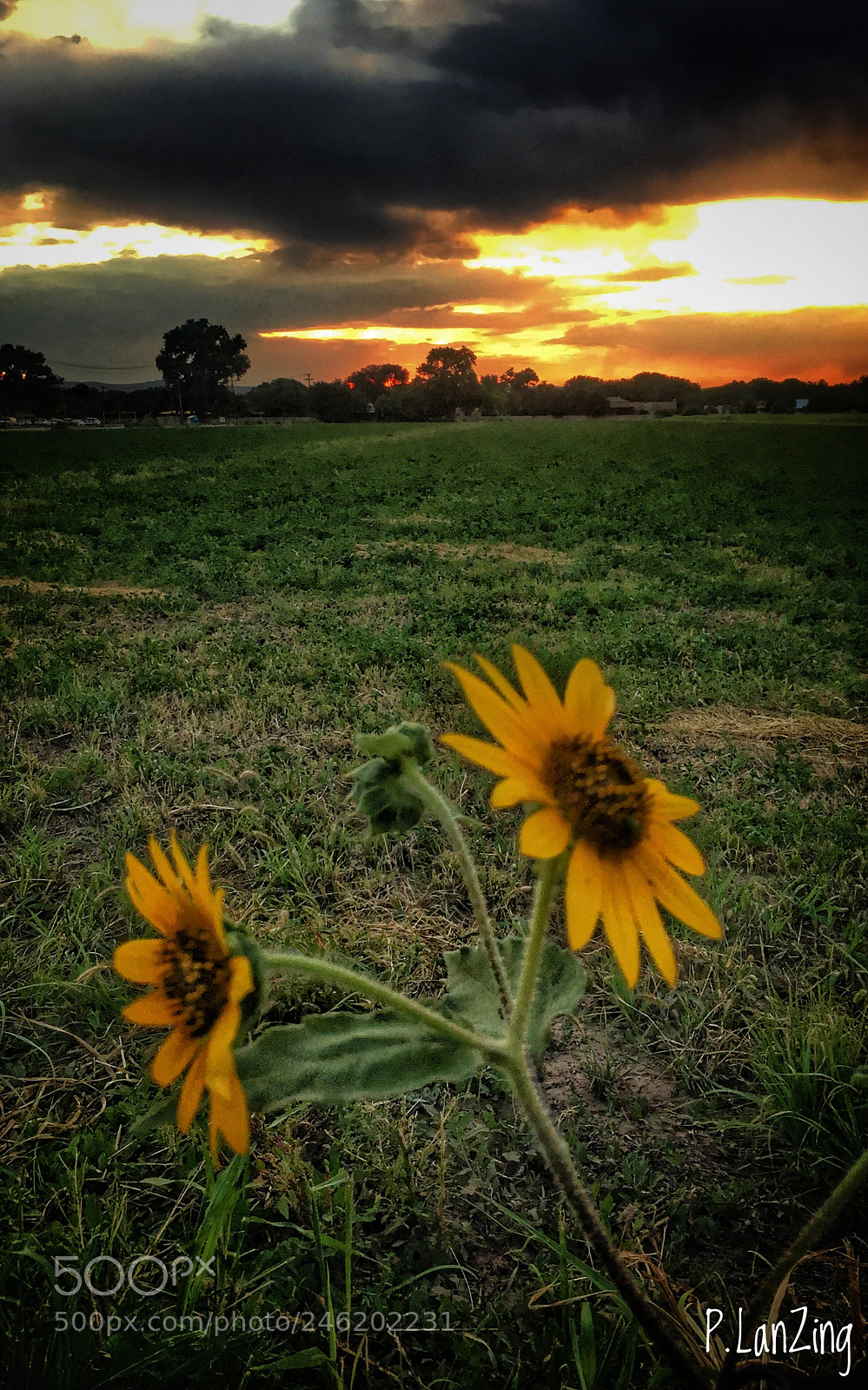Apple iPhone 6s sample photo. Morning breaks photography