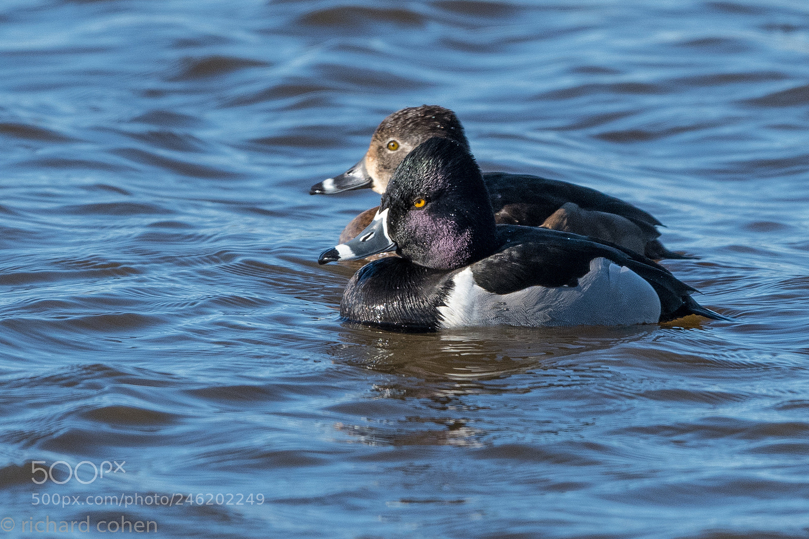 Nikon D850 sample photo. Ring necked ducks photography