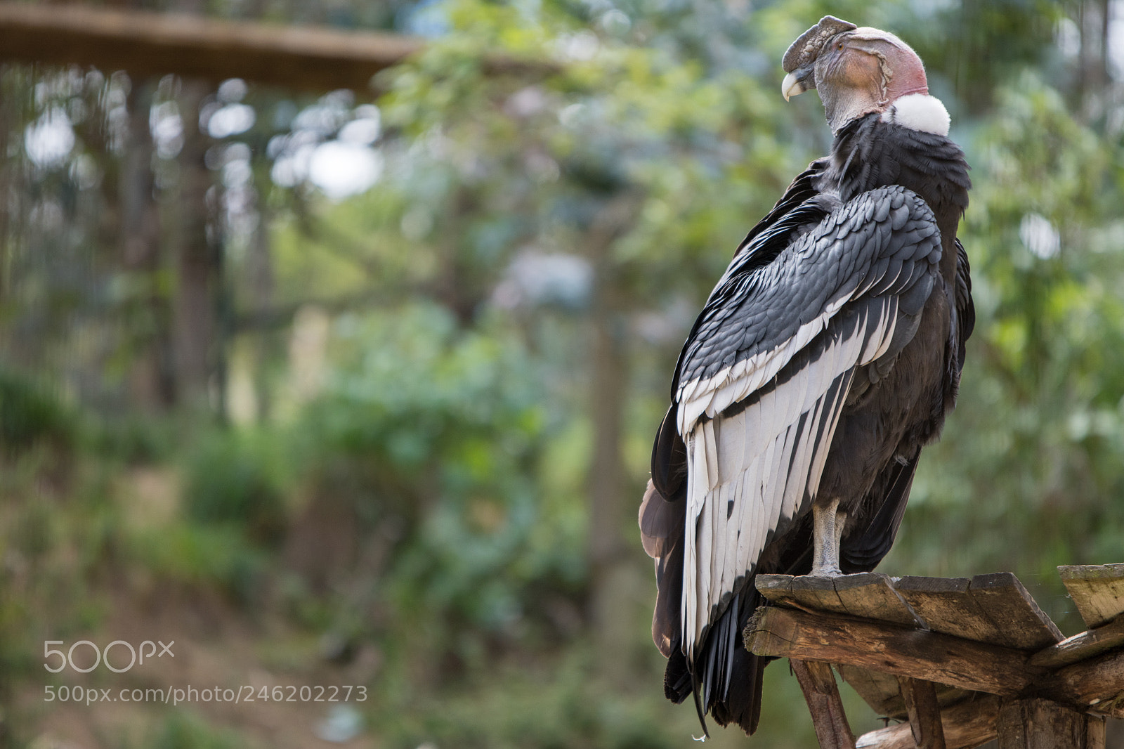 Nikon D500 sample photo. Condor 2 photography