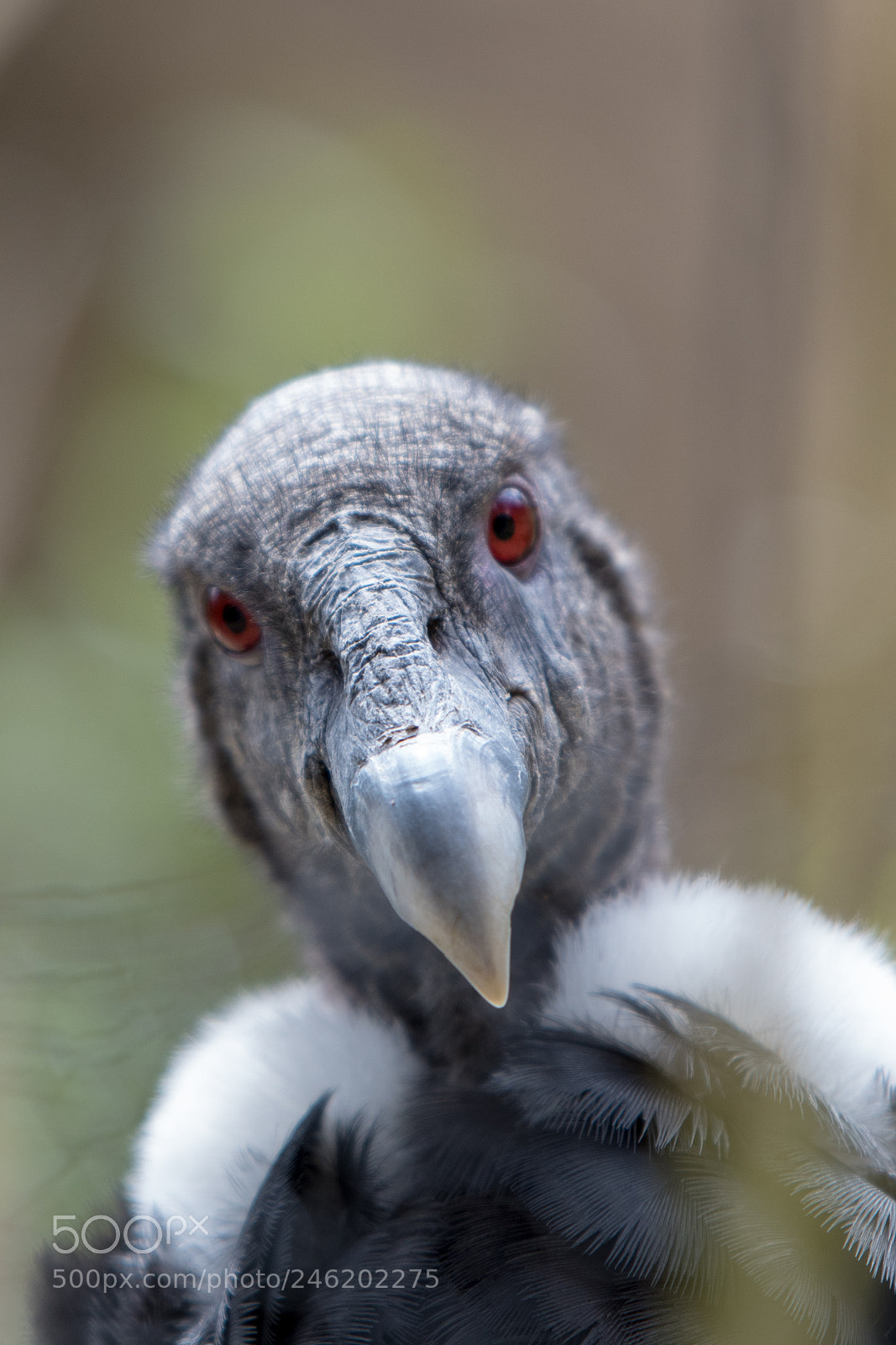 Nikon D500 sample photo. Condor 2 photography