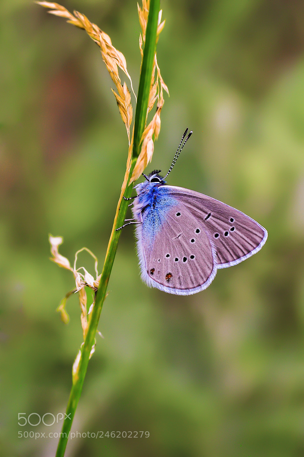 Nikon D90 sample photo. Butterfly photography