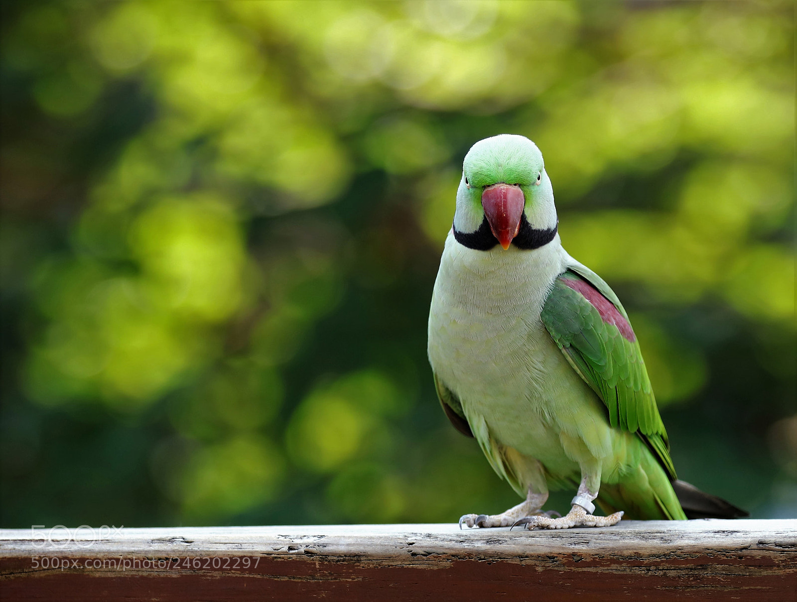 Canon EOS 5DS R sample photo. Oh hi! my duck! photography