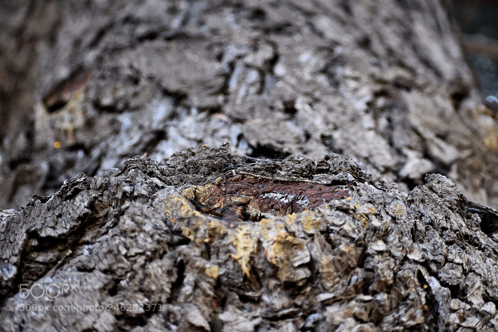 Nikon D3400 sample photo. The shell of a photography