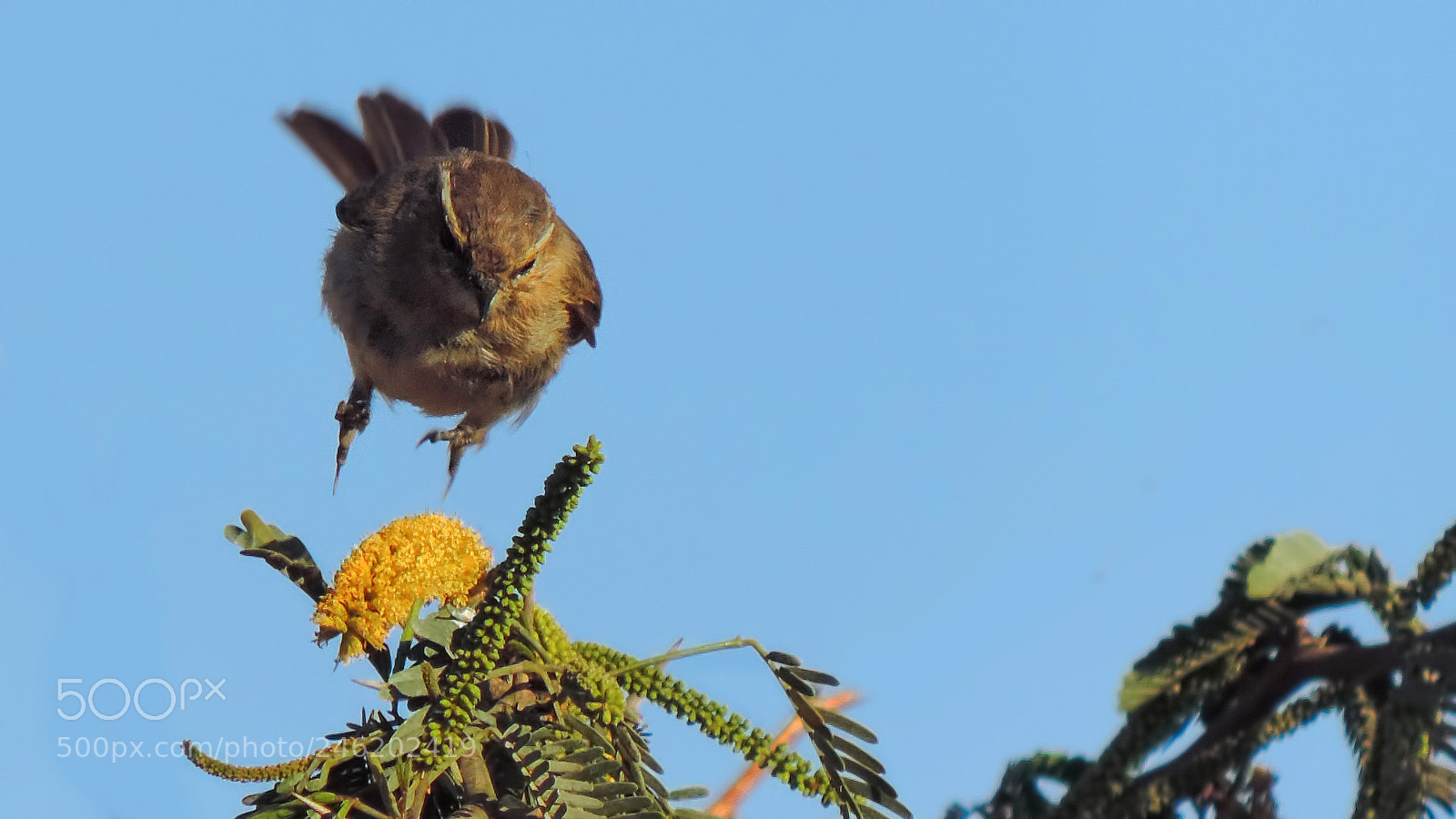 Nikon Coolpix P520 sample photo. Siberian chiffchaff on breakfast photography