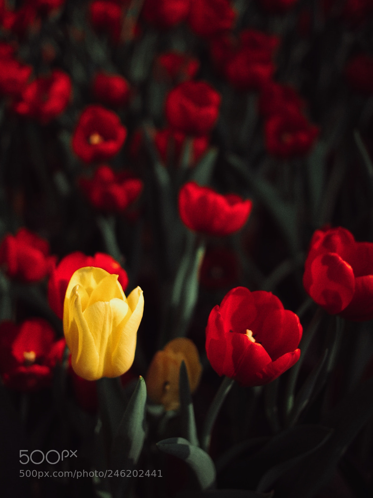 Olympus PEN E-P5 sample photo. Yellow among reds photography