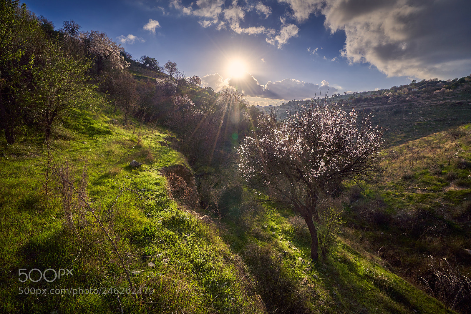 Sony a7R III sample photo. Almond blossom photography