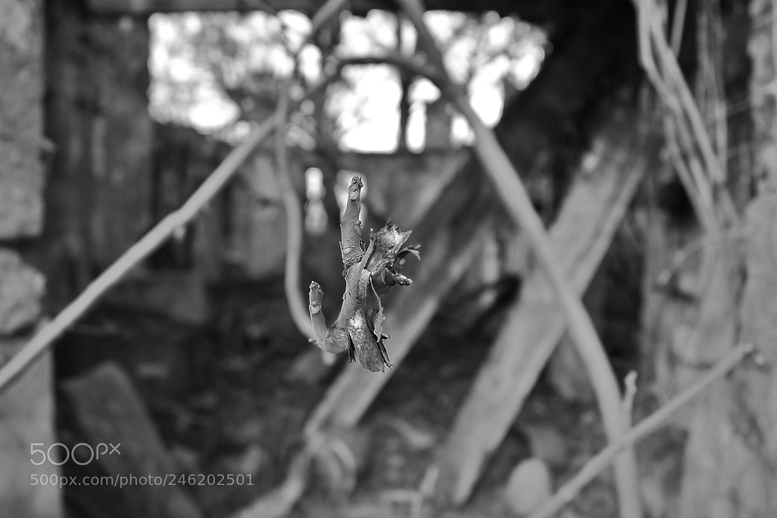 Nikon D3100 sample photo. Branch in focus photography