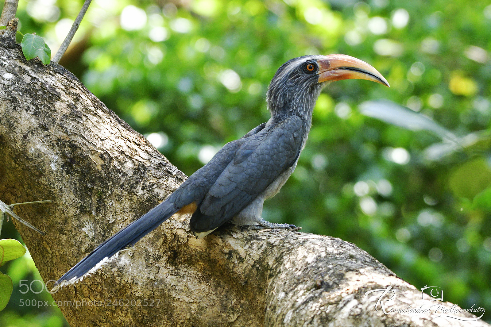 Nikon D500 sample photo. Malabar grey hornbill photography