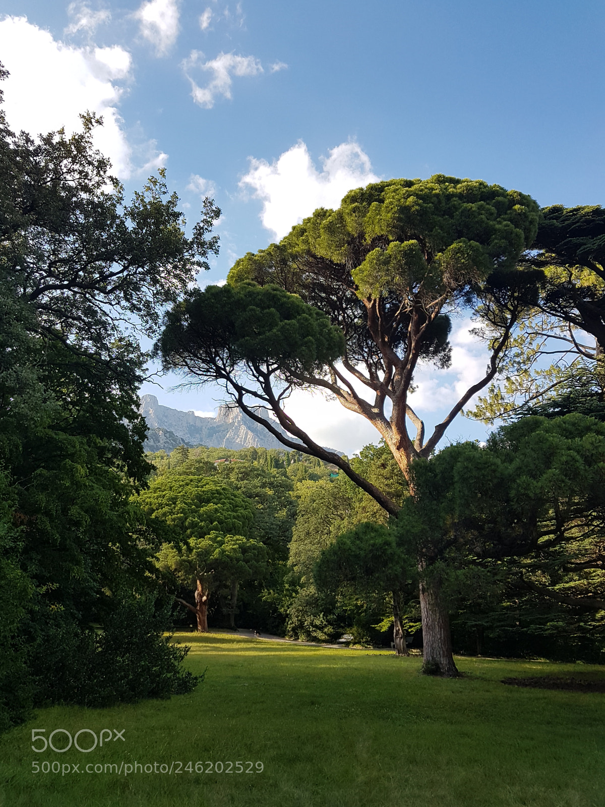 Samsung Galaxy S7 Edge sample photo. The park around the photography