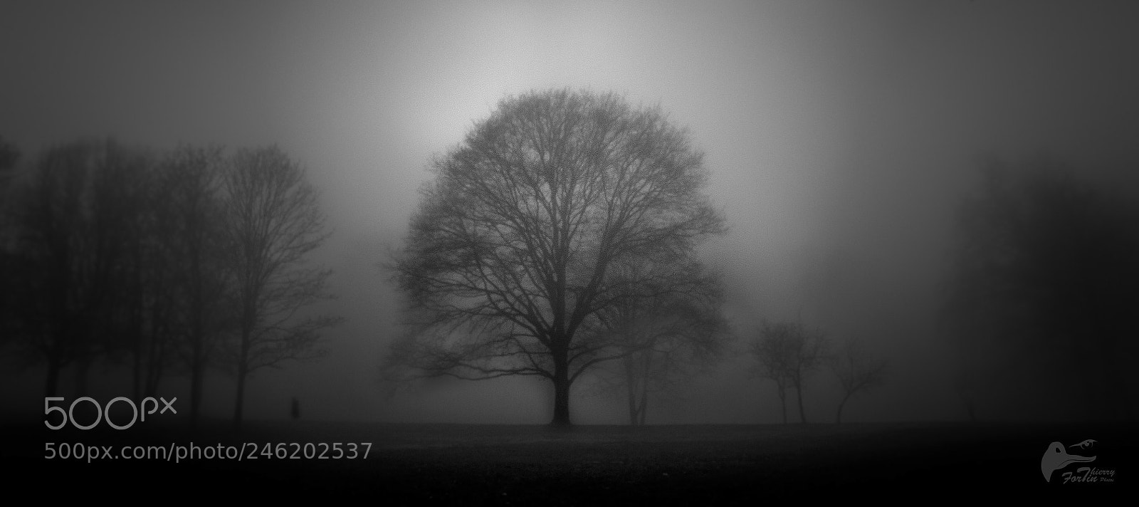 Canon EOS 700D (EOS Rebel T5i / EOS Kiss X7i) sample photo. Fog photography