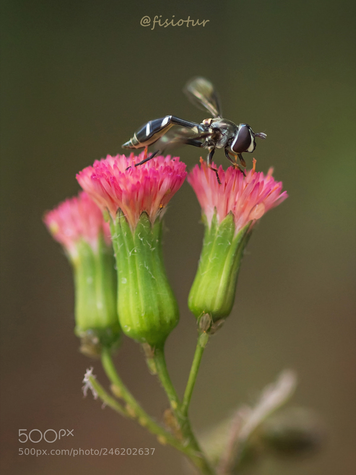 Canon EOS 700D (EOS Rebel T5i / EOS Kiss X7i) sample photo. O repouso da viajante... photography