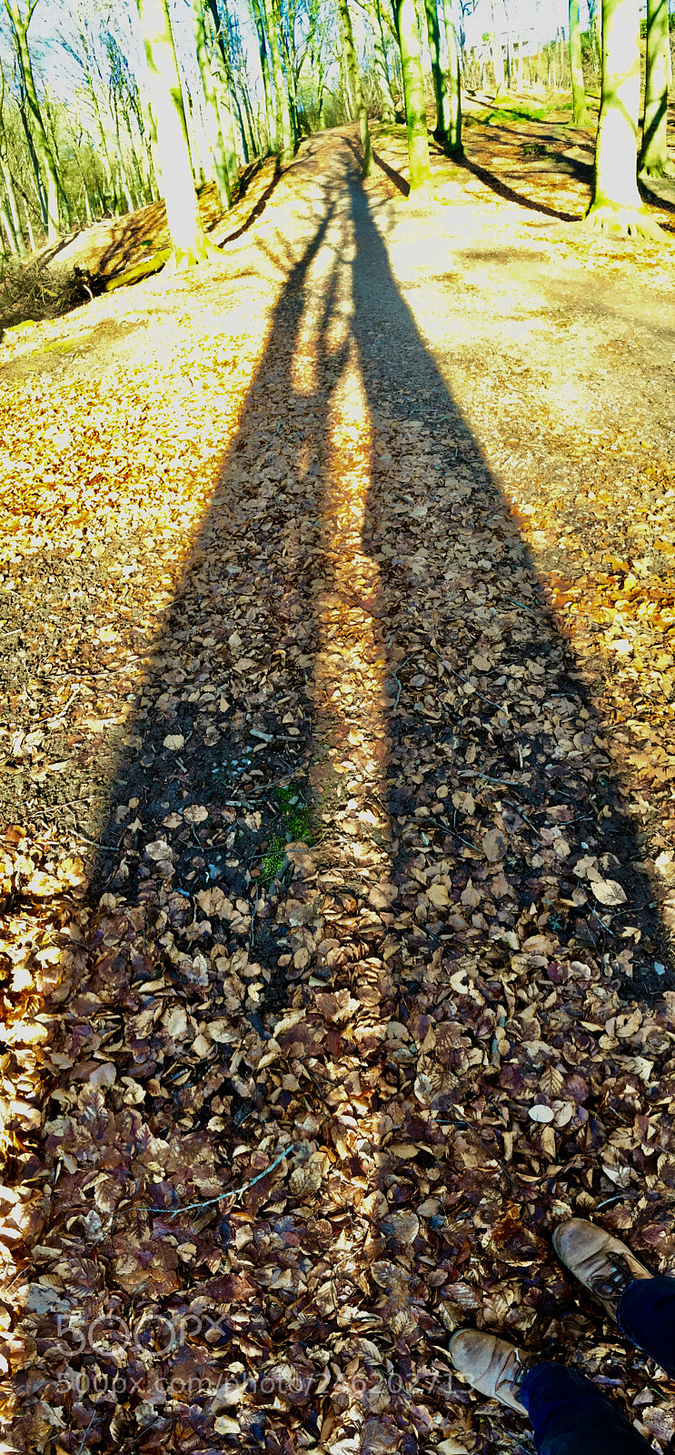 Apple iPhone 6 sample photo. Stranding in the woods..... ?? photography