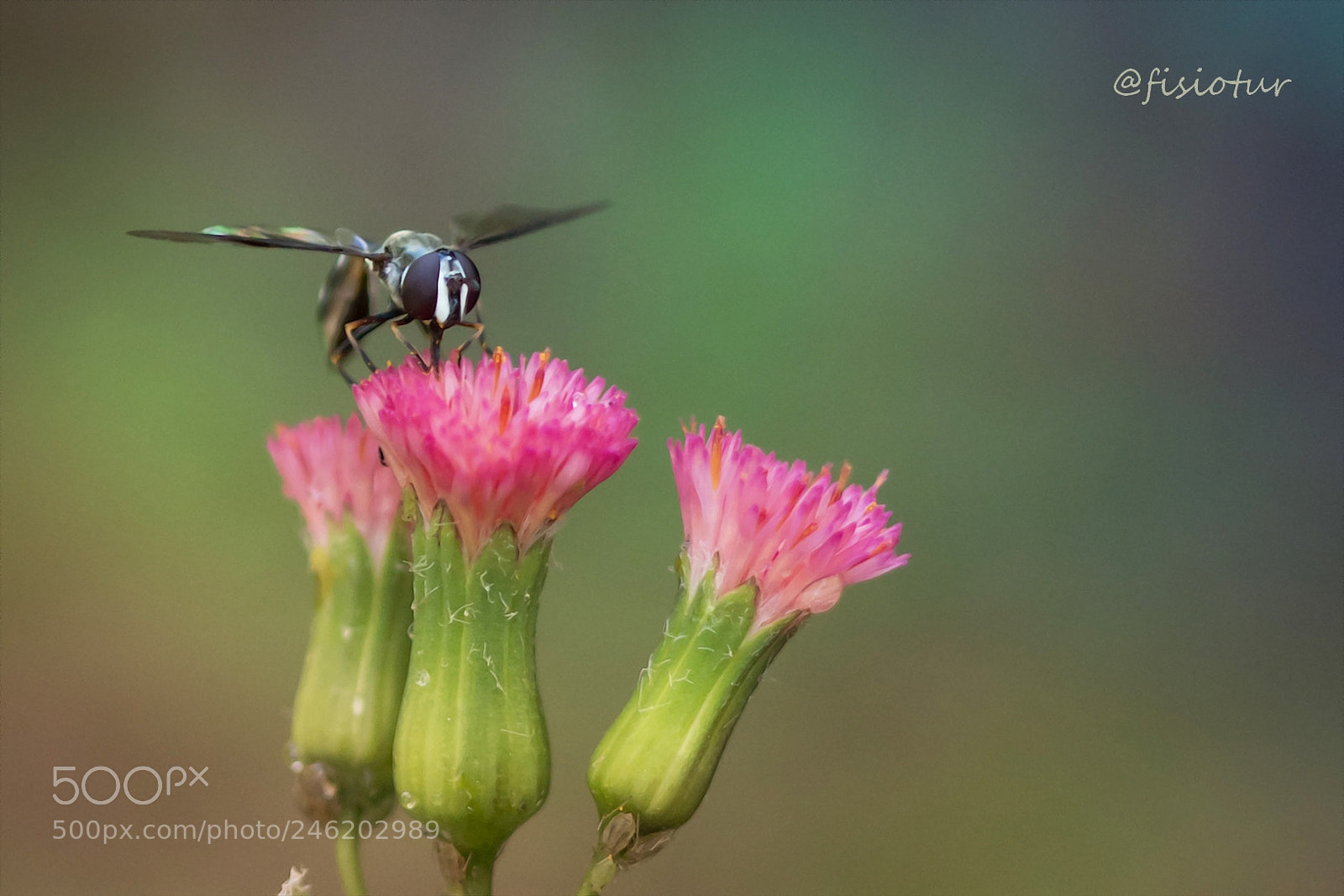 Canon EOS 700D (EOS Rebel T5i / EOS Kiss X7i) sample photo. A decolagem... photography