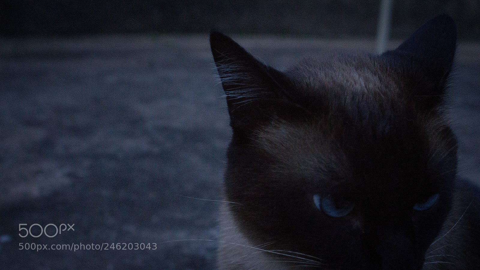 Canon EOS 700D (EOS Rebel T5i / EOS Kiss X7i) sample photo. Cat thoughs photography