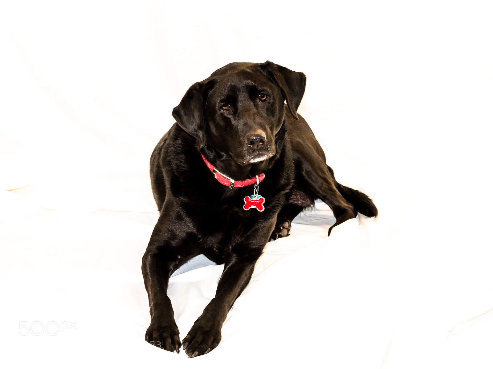 Nikon Df sample photo. Year of dog photography