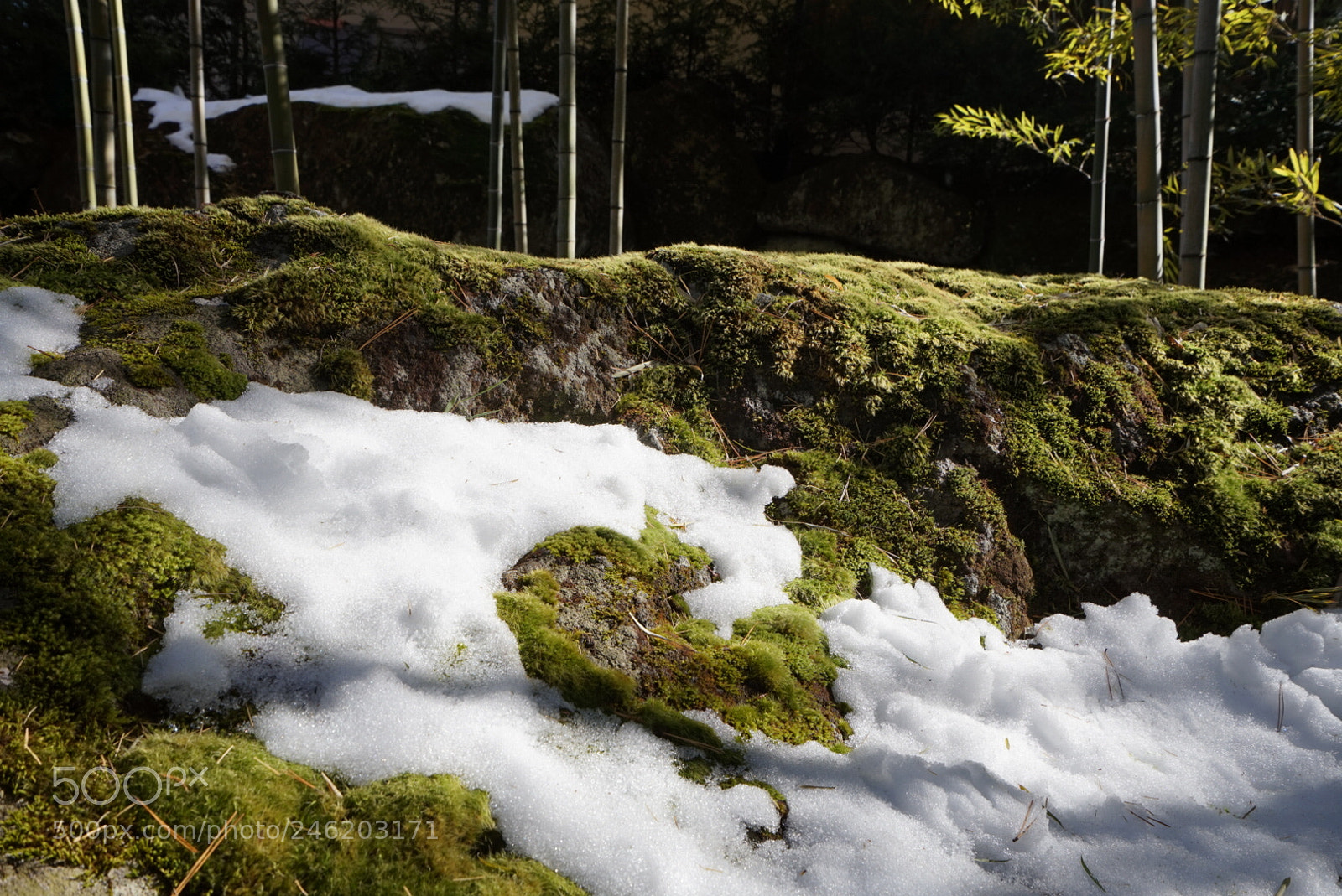 Sony a7 sample photo. 箱根美術館 photography