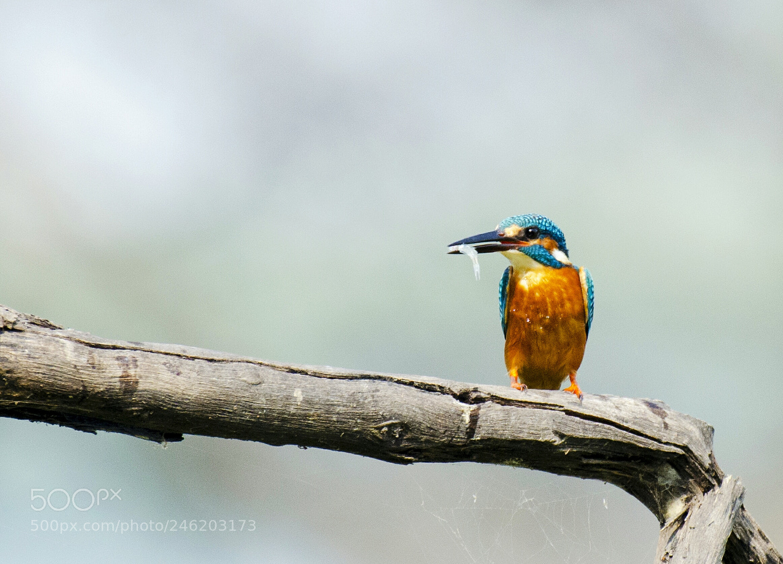 Nikon D5100 sample photo. Kingfisher photography