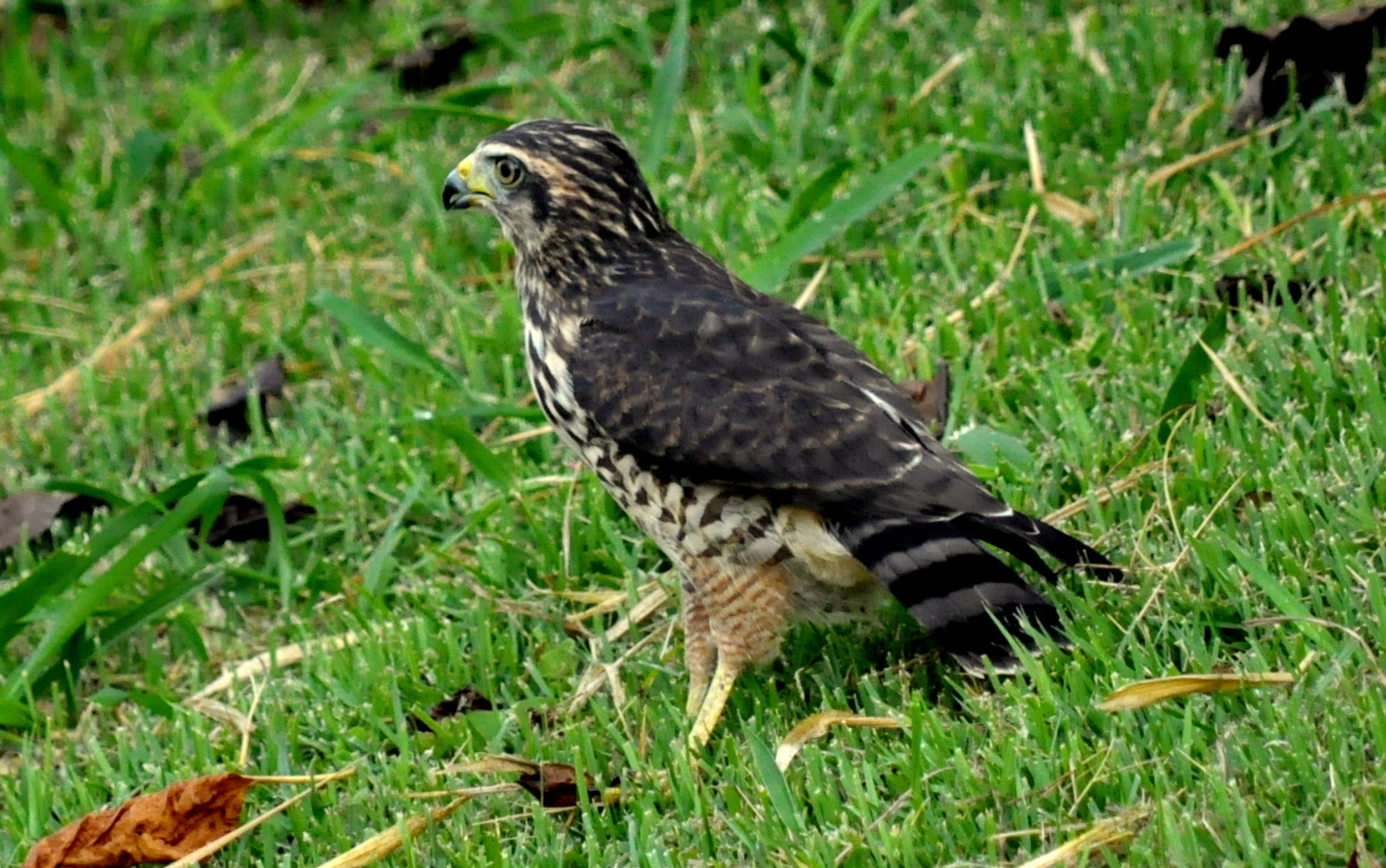 Nikon D5000 sample photo. Gavião-caboclo (buteogallus meridionalis photography