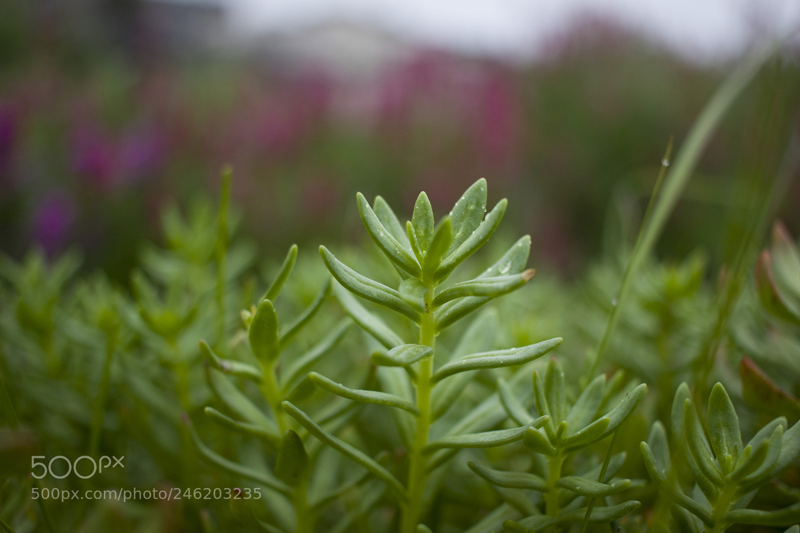 Canon EOS 600D (Rebel EOS T3i / EOS Kiss X5) sample photo. Beautiful himalayan plant photography